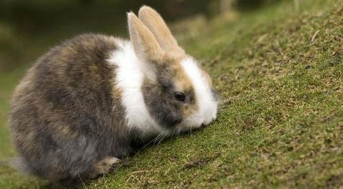 丑兔子变成人了吗视频,揭秘变身人间的奇幻之旅