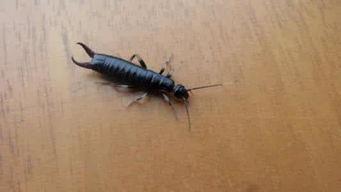 成人害怕虫子的视频,揭秘成人对小小虫子的恐惧心理