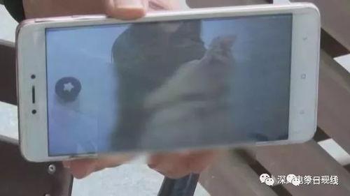 成人偷拍女厕所视频,成人偷拍女厕所视频事件调查